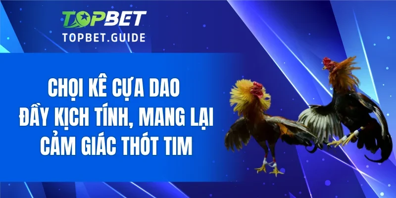 Chọi kê cựa dao đầy kịch tính, mang lại cảm giác thót tim