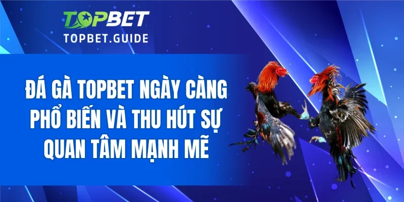 Đá gà TOPBET ngày càng phổ biến và thu hút sự quan tâm mạnh mẽ