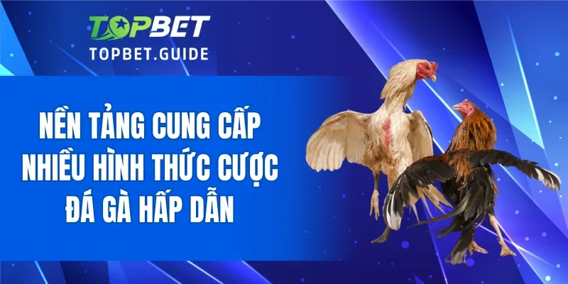 Nền tảng cung cấp nhiều hình thức cược đá gà hấp dẫn