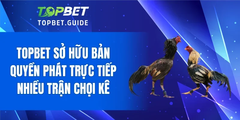 TOPBET sở hữu bản quyền phát trực tiếp nhiều trận chọi kê